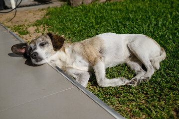 Dog sleeping on the grass