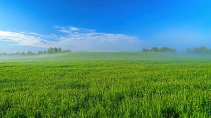 Serene Green Meadow Under Blue Sky with Light Fog and Soft Clouds