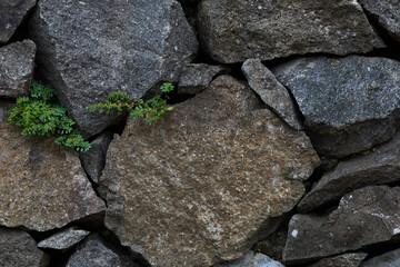 Close up Macro Shot of Stone Texture With Small Green Plants in a Rocky Wall
