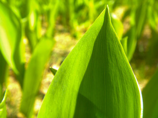 Liść konwalii skapany w letnich promieniach słońca
