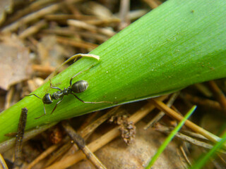 Pracująca czarna mrówka na zielonym liściu w leśnej ściółce