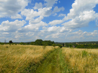 Fototapeta premium Gęsto zarośnięta trawą polna droga w dół zbocza