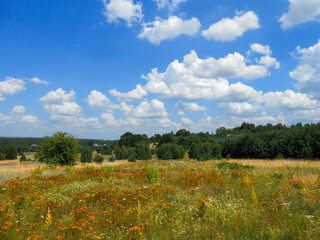Letnia łąka pokryta kwiatami skąpana w letnich promieniach słońca © Przemyslaw