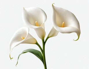 Elegant White Calla Lilies
