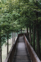 Naklejka premium Phytoncide forest