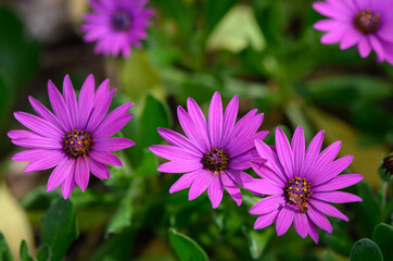 Vibrant purple daisies blossom under the warm sun in a lush garden during early spring