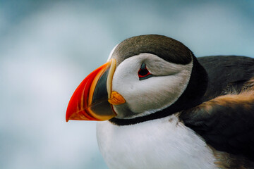 Profile view of a puffin head