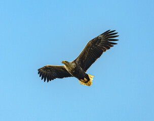 white-tailed eagle (Haliaeetus albicilla) in flight