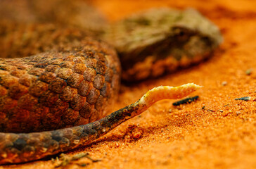 common death adder (Acanthophis antarcticus) tail