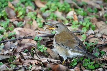 Fototapeta premium 落ち葉を咥えるシロハラ