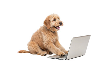A fluffy golden doodle playfully types on a laptop. Tongue out, paws active—it’s a canine coder, mixing cuteness with tech-savvy charm and digital curiosity, isolated on a transparent background