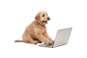 A fluffy golden doodle playfully types on a laptop. Tongue out, paws active—it’s a canine coder, mixing cuteness with tech-savvy charm and digital curiosity, isolated on a transparent background