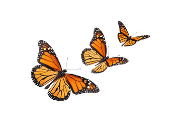 Obraz premium Graceful trio of monarch butterflies fluttering together. Their orange, black, and white patterned wings create a vivid, isolated on a transparent background