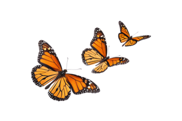 Graceful trio of monarch butterflies fluttering together. Their orange, black, and white patterned wings create a vivid, isolated on a transparent background