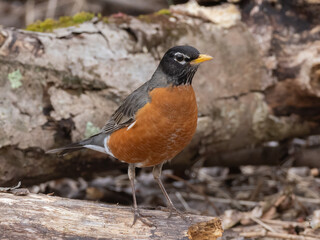A close up of an adult male American Robin in bright spring plumage and perched up on a small log