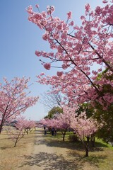 倉敷川　満開の河津桜の春　倉敷川親水公園

