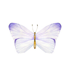 Watercolor Butterfly Illustration: Blue and Purple Transparent Wings, Delicate Insect Art for Design, Beautiful Butterfly with Gradient Wings