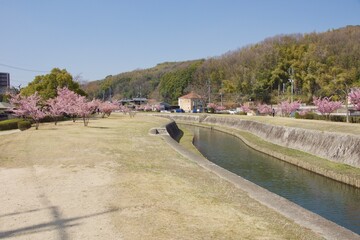 倉敷川　満開の河津桜の春　倉敷川親水公園
