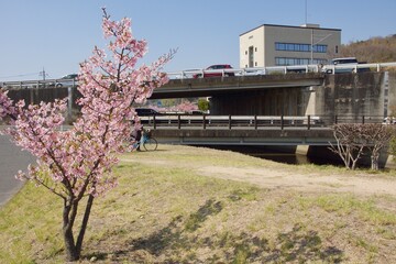 倉敷川　満開の河津桜の春　倉敷川親水公園
