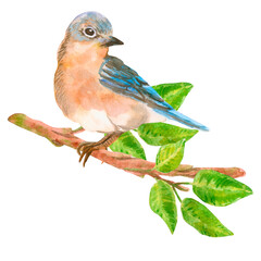 Watercolor compositions with eastern bluebird and pink blossom branch with flowers, buds and leaves isolated on white. Spring blossom of sakura, cherry, almond, plum, pear flowers