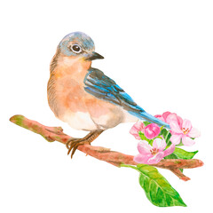 Watercolor compositions with eastern bluebird and pink blossom branch with flowers, buds and leaves isolated on white. Spring blossom of sakura, cherry, almond, plum, pear flowers