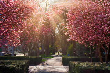 Naklejka premium Basel, Schweiz, Magnolienbäume, blühen, Blüten, Magnolienblüten, St. Albananlage, März, Frühling, Basel-Stadt, Stadt Basel