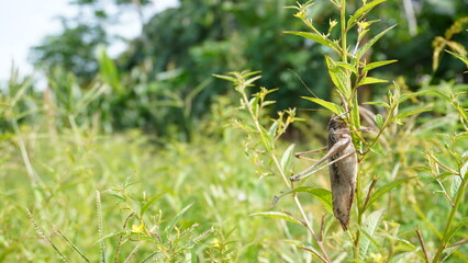 Fototapeta premium grasshoppers are eating fresh leaves