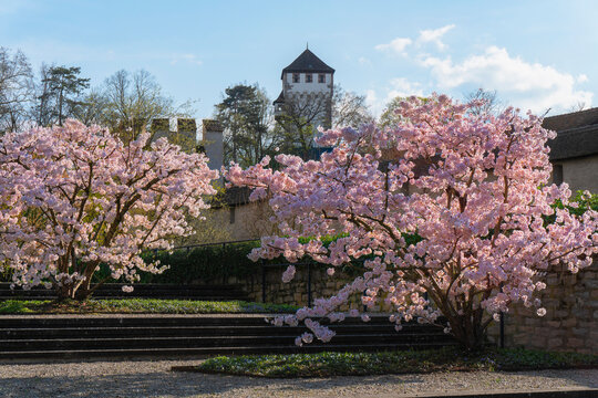 Die Stadtmauer mit St. Albanturm in Basel, umgeben von bl&uuml;henden Kirschb&auml;umen

