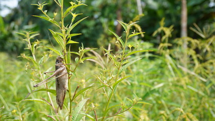 grasshoppers are eating fresh leaves