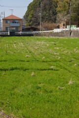 倉敷川　満開の河津桜の春　倉敷川親水公園
