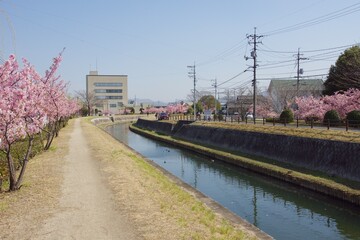 倉敷川　満開の河津桜の春　倉敷川親水公園
