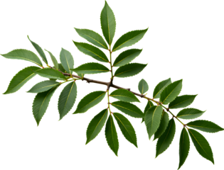 Green Compound Leaves Branch - Transparent Background, Botanical Illustration