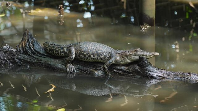 crocodile lay down on log in murky water surrounded by reflection and mangrove roots