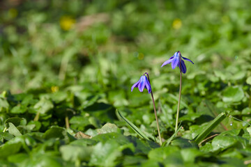 Scilla blossom on a spring day close-up