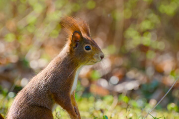 red squirrel sitting on the ground on the blurred background close-up