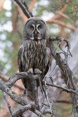 Great gray owl sitting on a tree branch close up