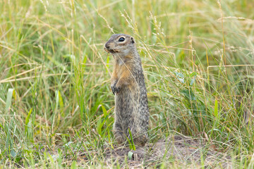 Speckled ground squirrel animal standing in the grass eating something