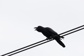 Black Large-billed crow sitting on the wires, South Kuriles
