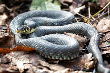 Grass snake lies on old foliage. Close up