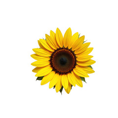 Obraz premium A vibrant sunflower with bright yellow petals and a dark center, isolated on a transparent background.