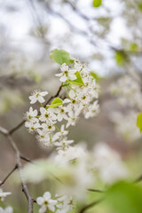 bradford pear spring blooms