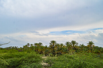 beautiful view of landscape palm trees and blue sky Turbat Baluchistan city