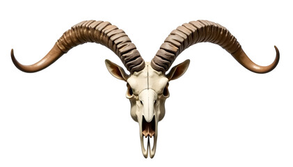 Obraz premium animal skull natural large curved brown horns on a white background. Sheep skull bone creepy trophy 