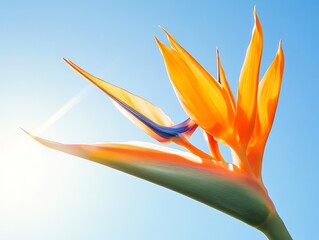 Bird of Paradise Flower Blooms Against Bright Blue Summer Sky