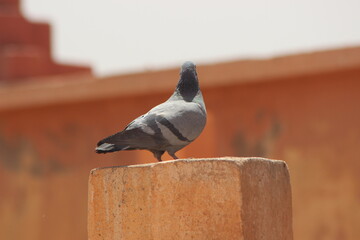 Rock dove perched on top of a building