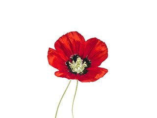 Red wild flower of Papaver rhoeas isolated on transparent background 