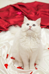 Elegant white cat with blue eyes sitting on luxurious white satin with red accents gazing upward...
