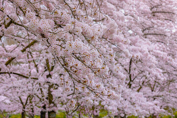 Selective focus of white pink Cherry blossoms blooming on the tree, Sakura flowers in early spring season, The flower of trees in Prunus subgenus Cerasus, Nature background, Abstract floral wallpaper.