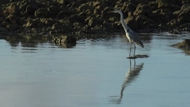 Slow motion video of lonely grey heron at tropical seashore.Close up short
