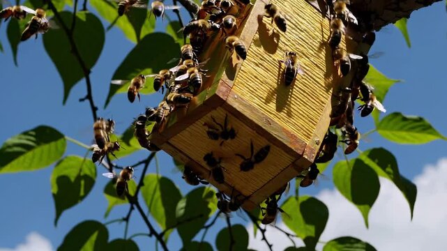 Bees gather around a wooden hive in a sunny garden on a bright day